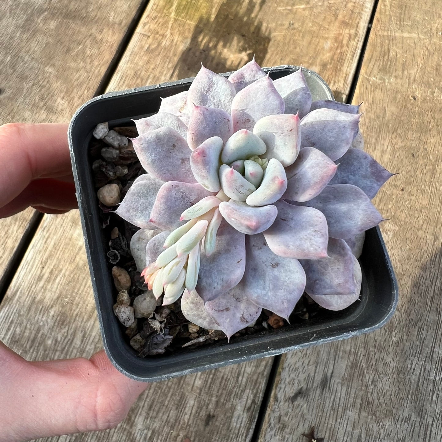 0608 Echeveria Violet Magic