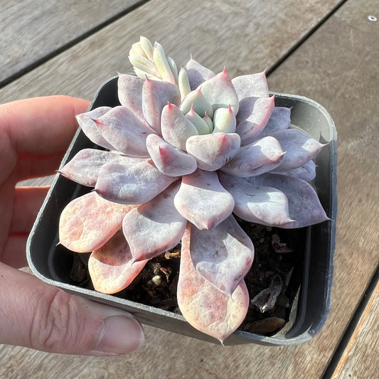 0608 Echeveria Violet Magic