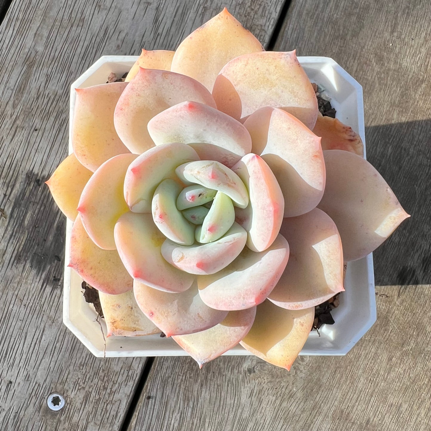 0608 Echeveria White Storm 'Byakuran'