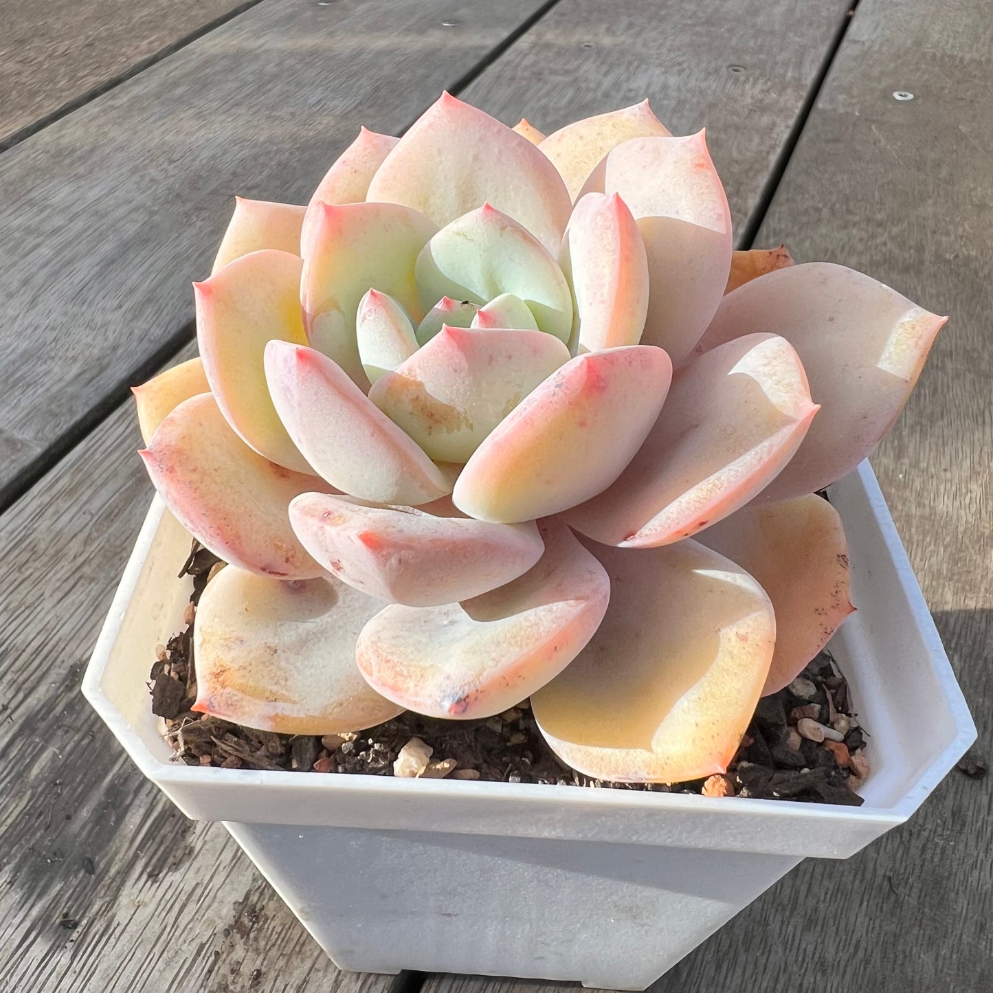 0608 Echeveria White Storm 'Byakuran'