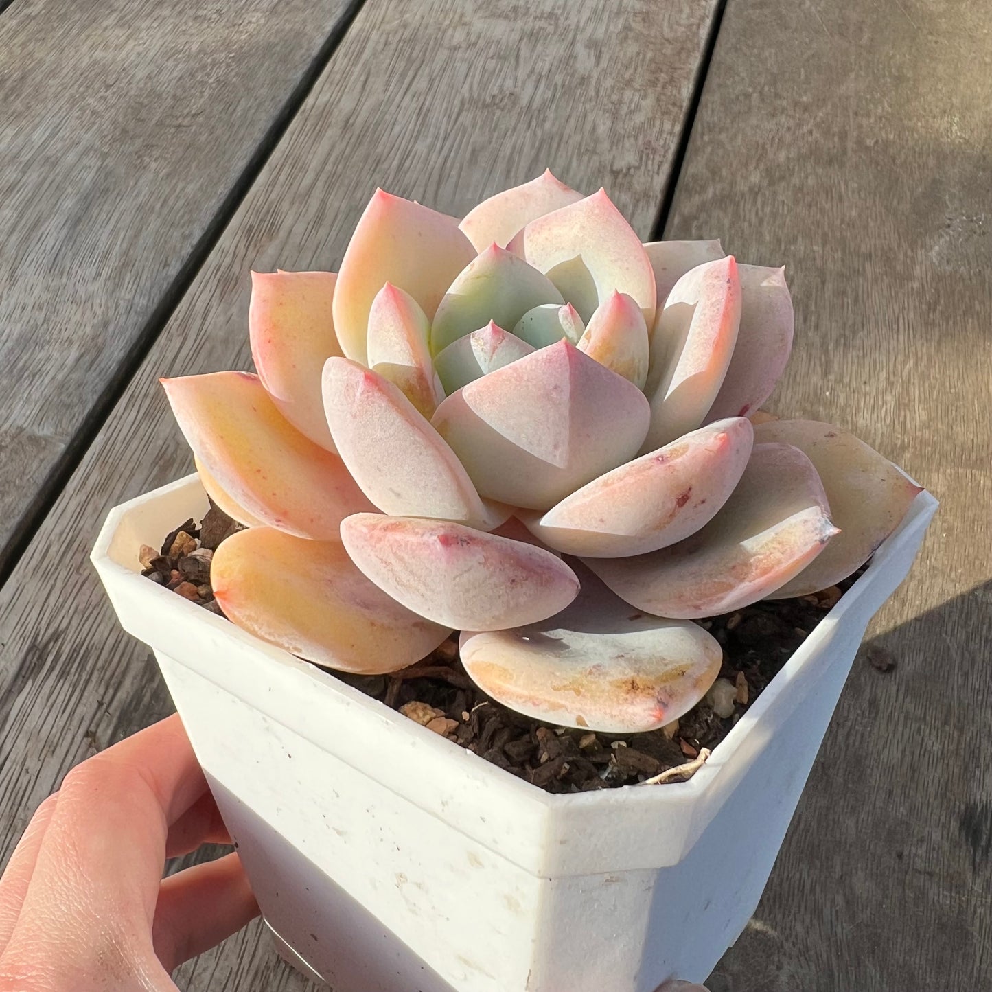 0608 Echeveria White Storm 'Byakuran'