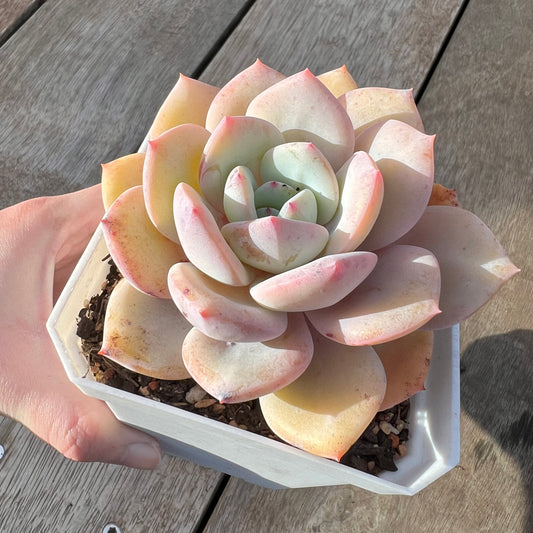 0608 Echeveria White Storm 'Byakuran'