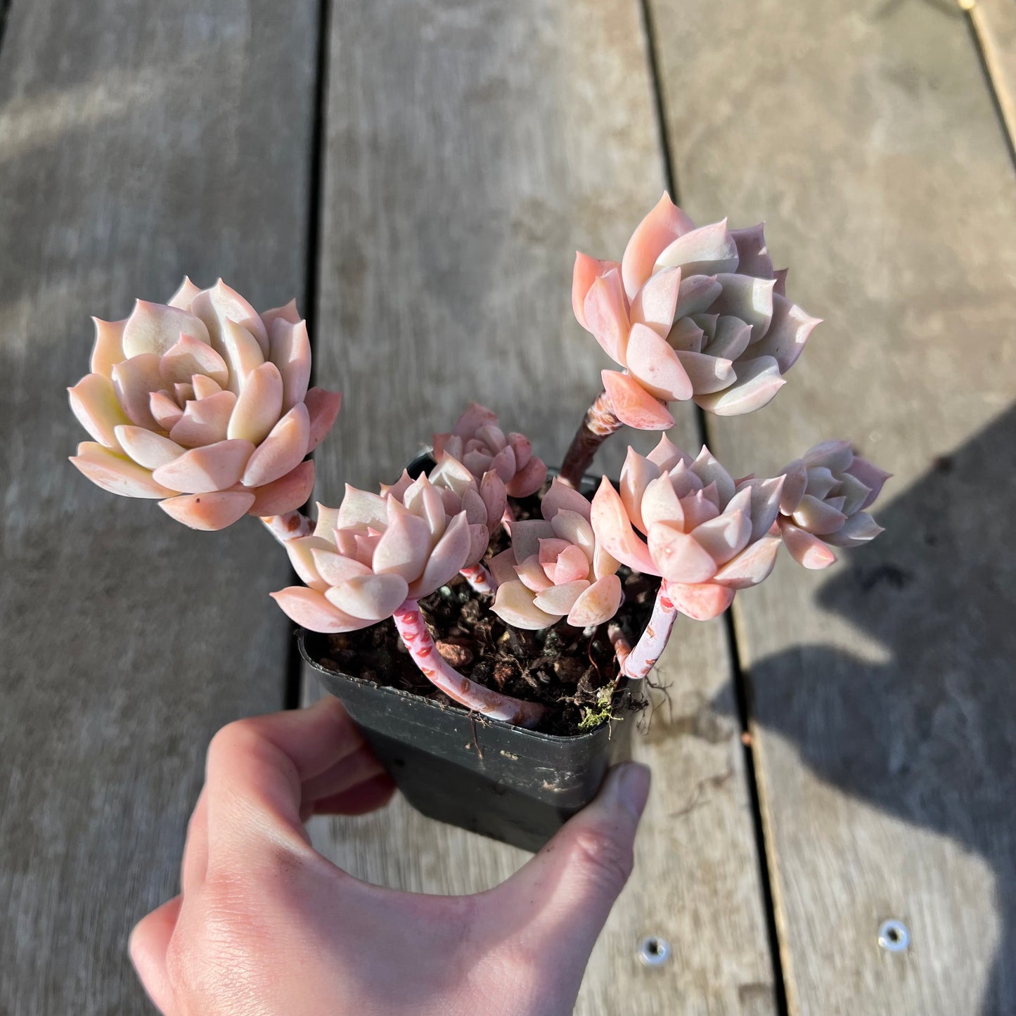 0608 Graptoveria Titubans