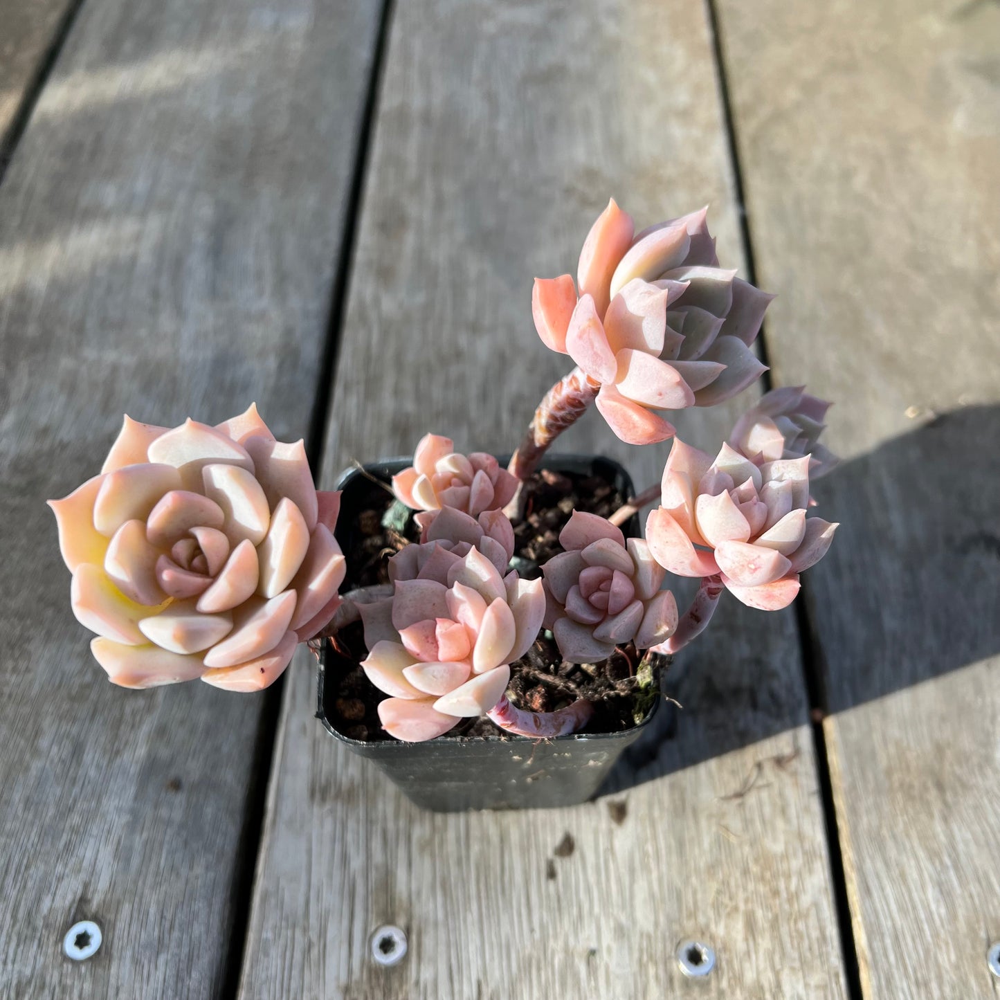 0608 Graptoveria Titubans