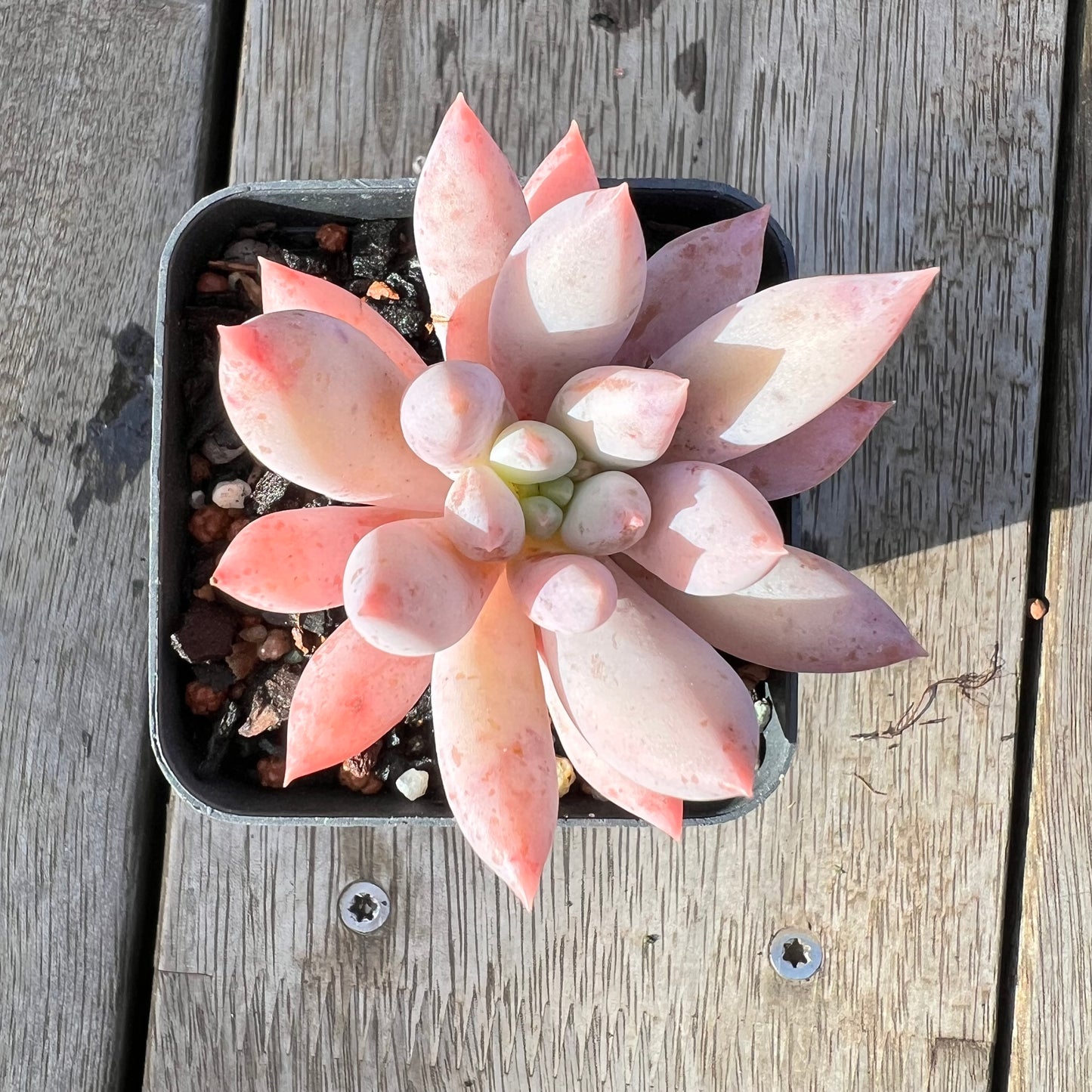 0608 Pachyveria Snow Finger