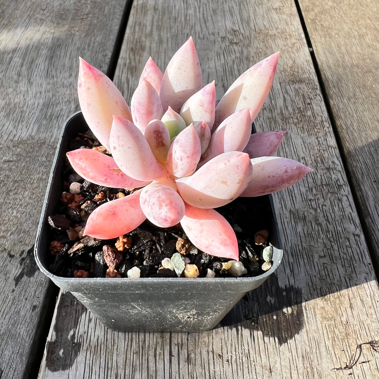 0608 Pachyveria Snow Finger