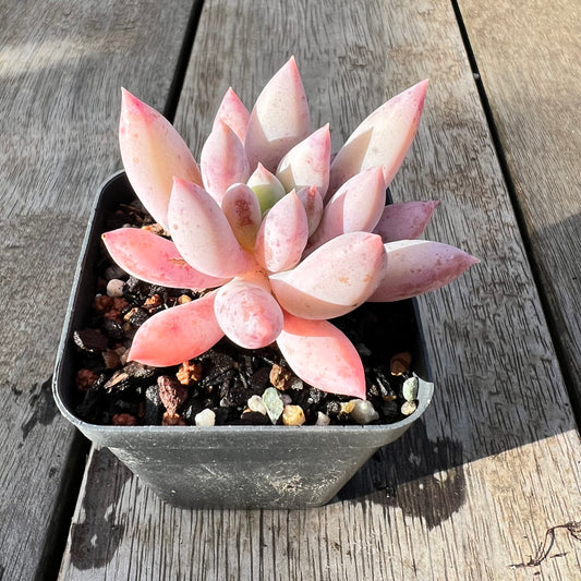 0608 Pachyveria Snow Finger