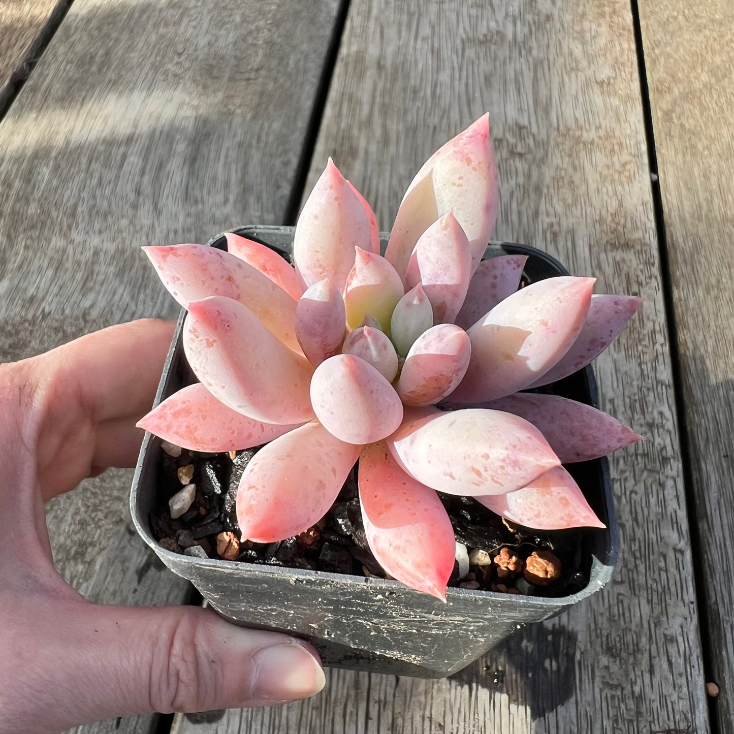 0608 Pachyveria Snow Finger