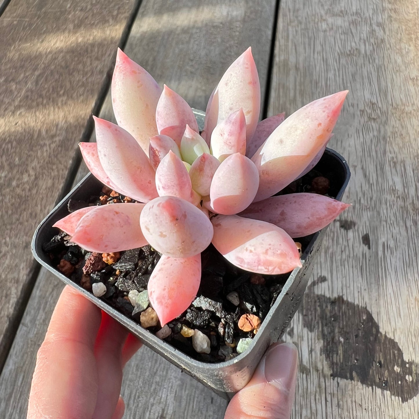 0608 Pachyveria Snow Finger