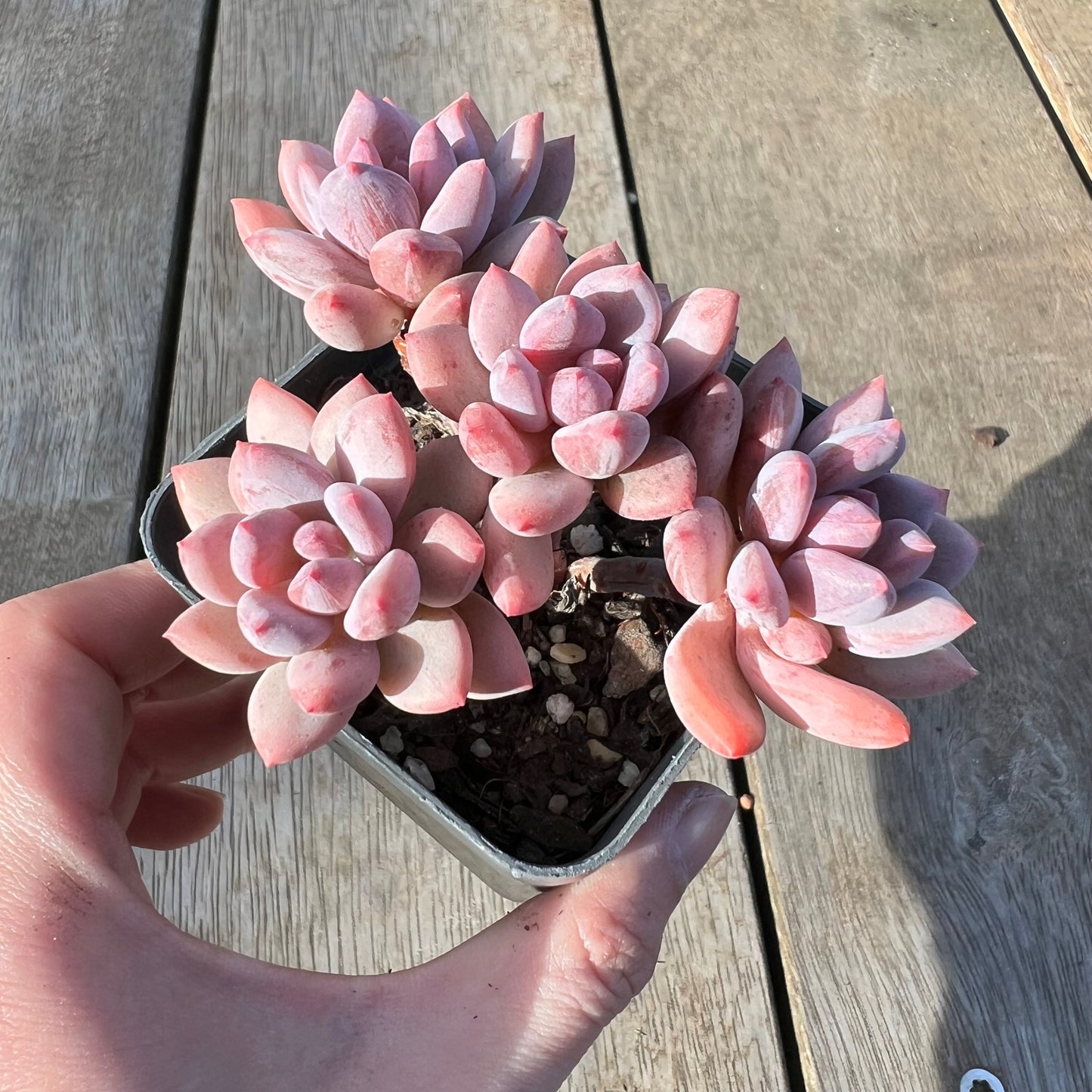 0608 Pachyveria Virgo