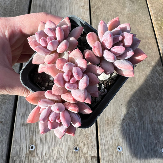 0608 Pachyveria Virgo