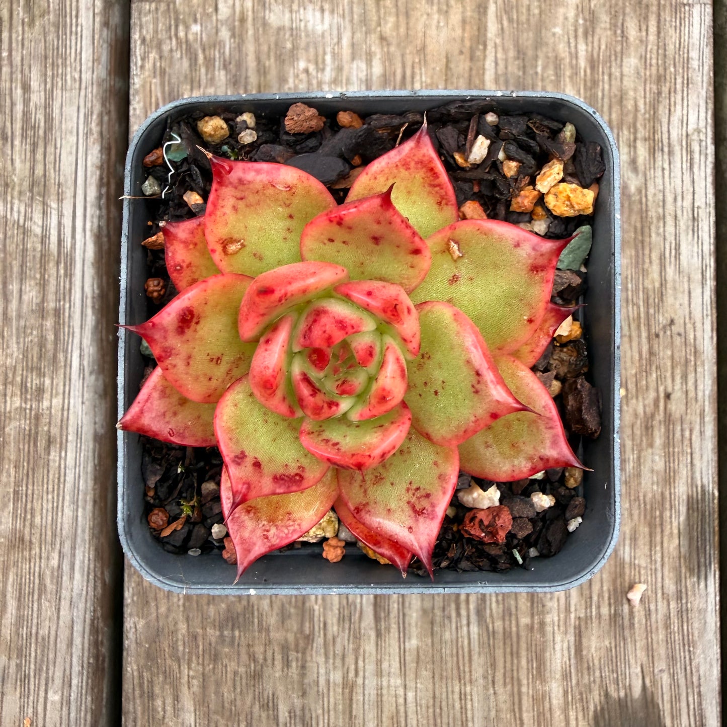 0704 东云“女士之选”