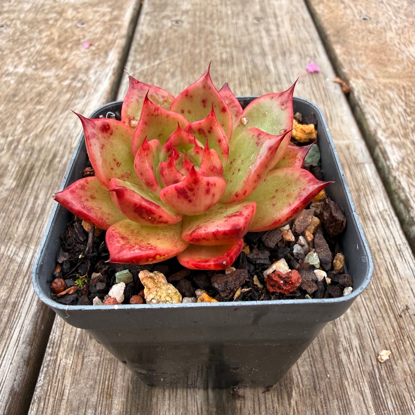 0704 东云“女士之选”