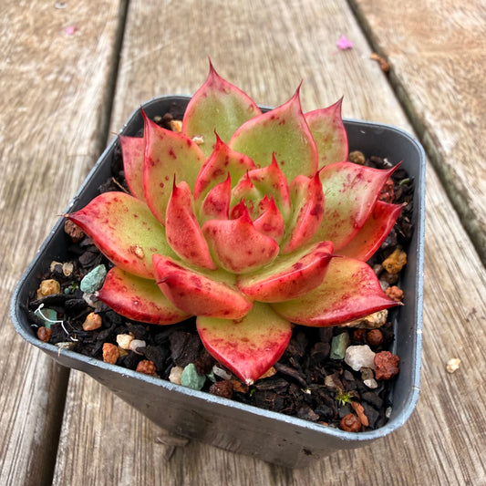 0704 Echeveria Agavoides Ladies Choice