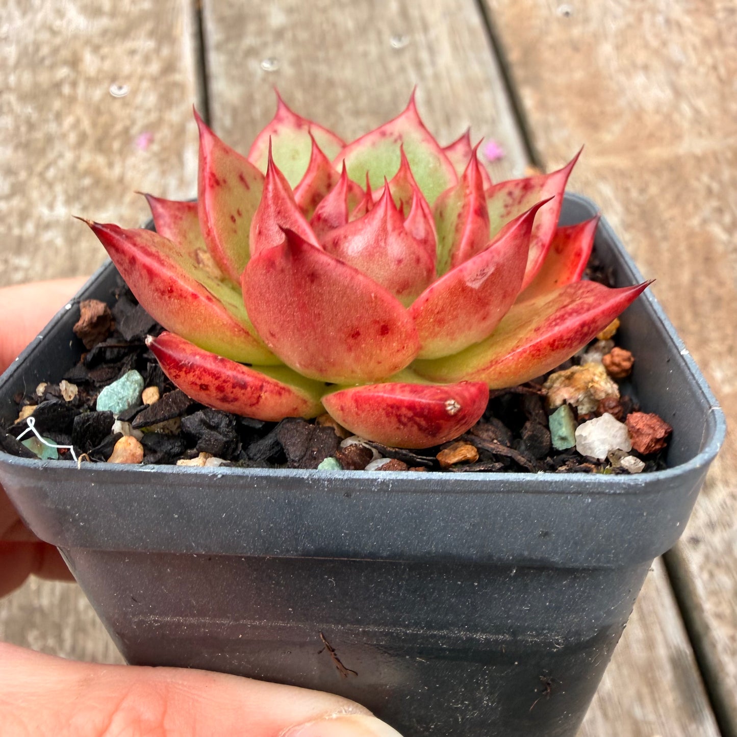 0704 东云“女士之选”