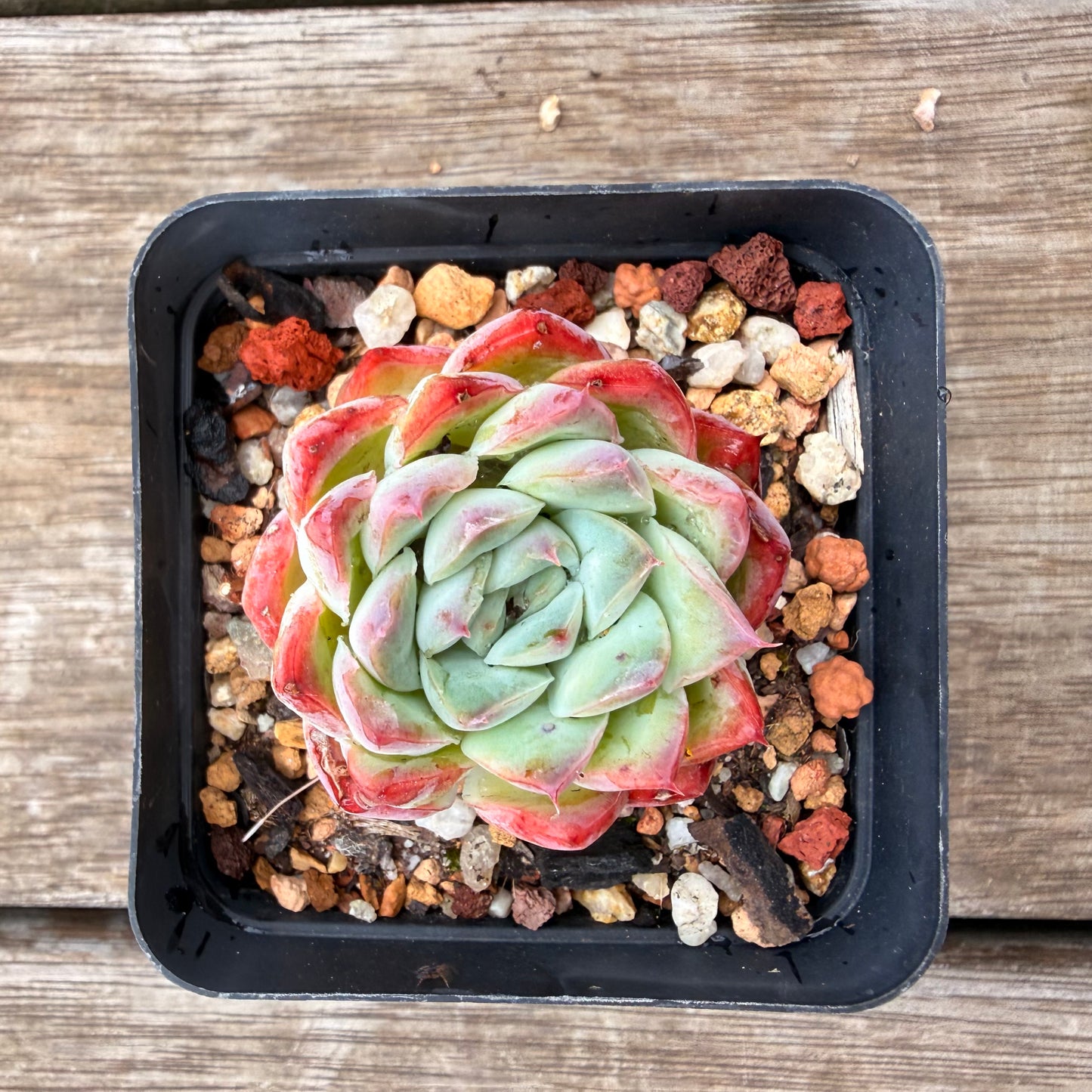 0704 Echeveria Barbie Doll