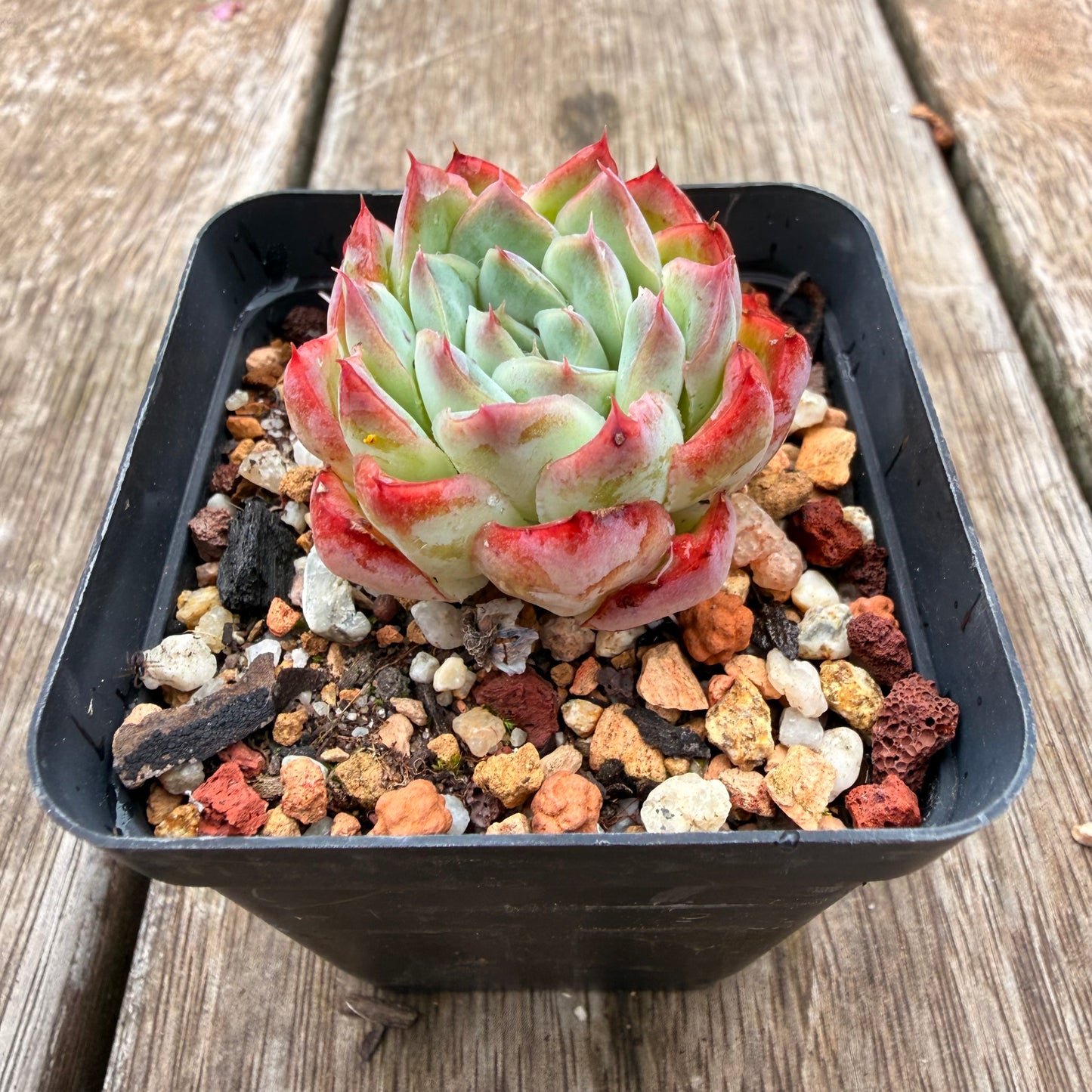 0704 Echeveria Barbie Doll