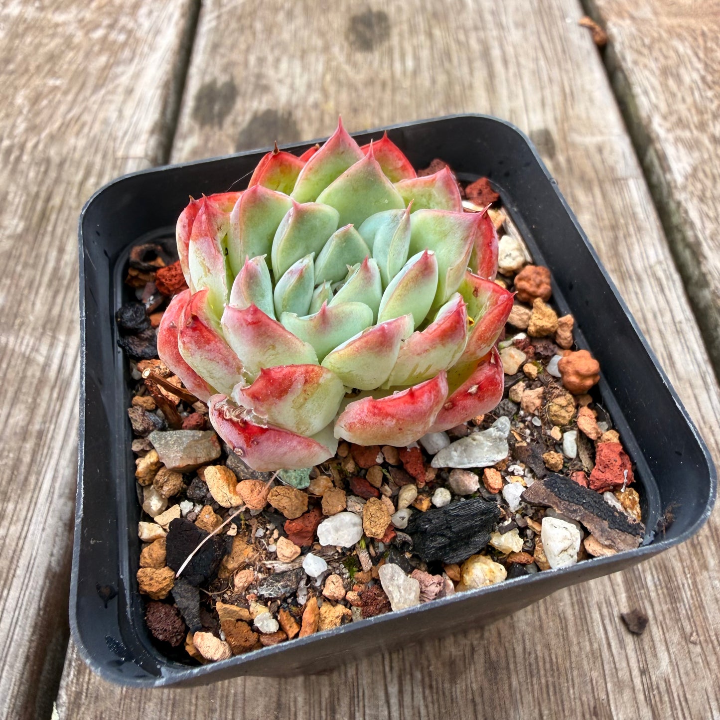 0704 Echeveria Barbie Doll