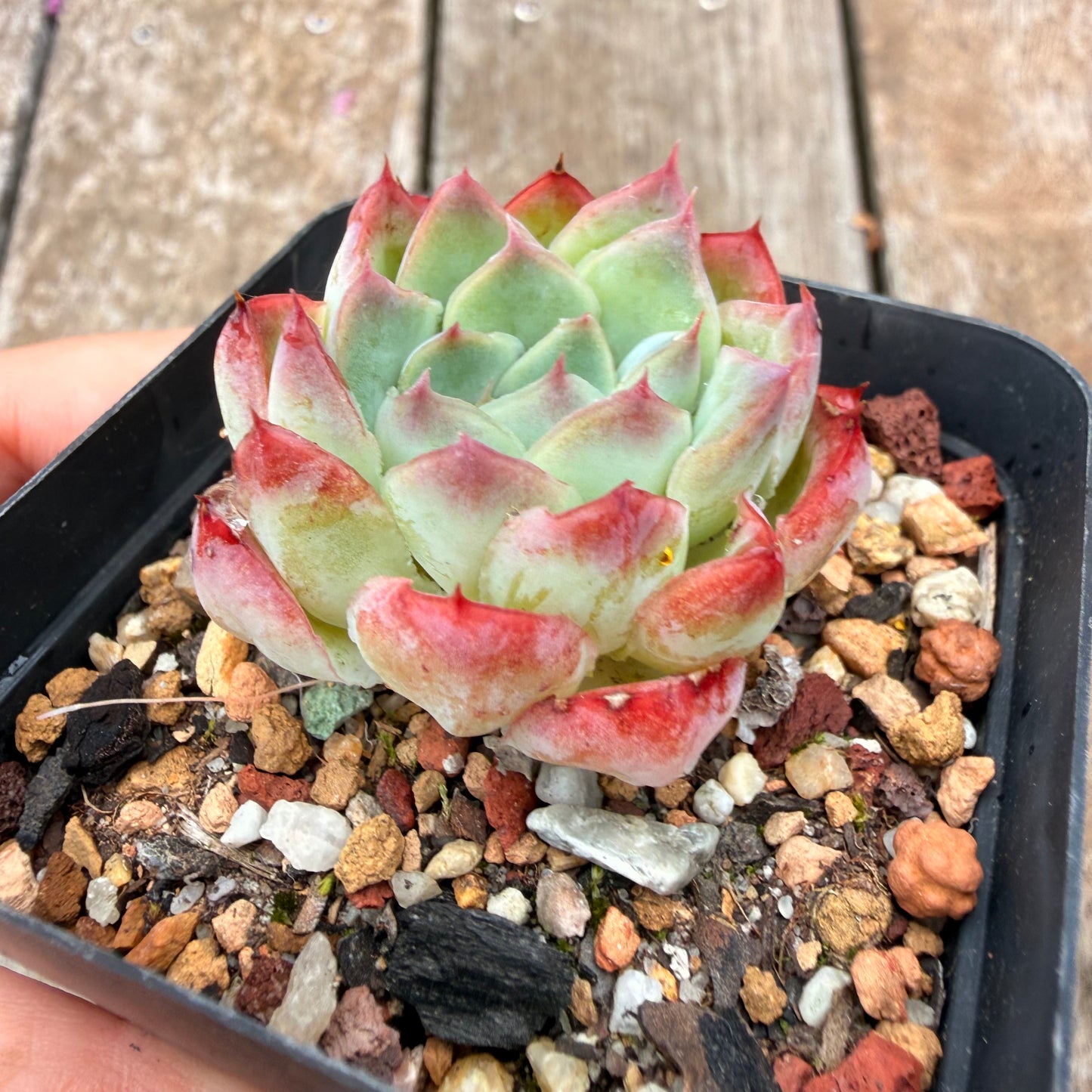 0704 Echeveria Barbie Doll