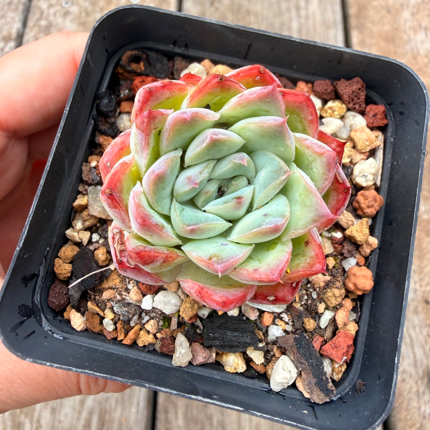 0704 Echeveria Barbie Doll