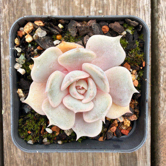 0704 Echeveria Blue Surprise