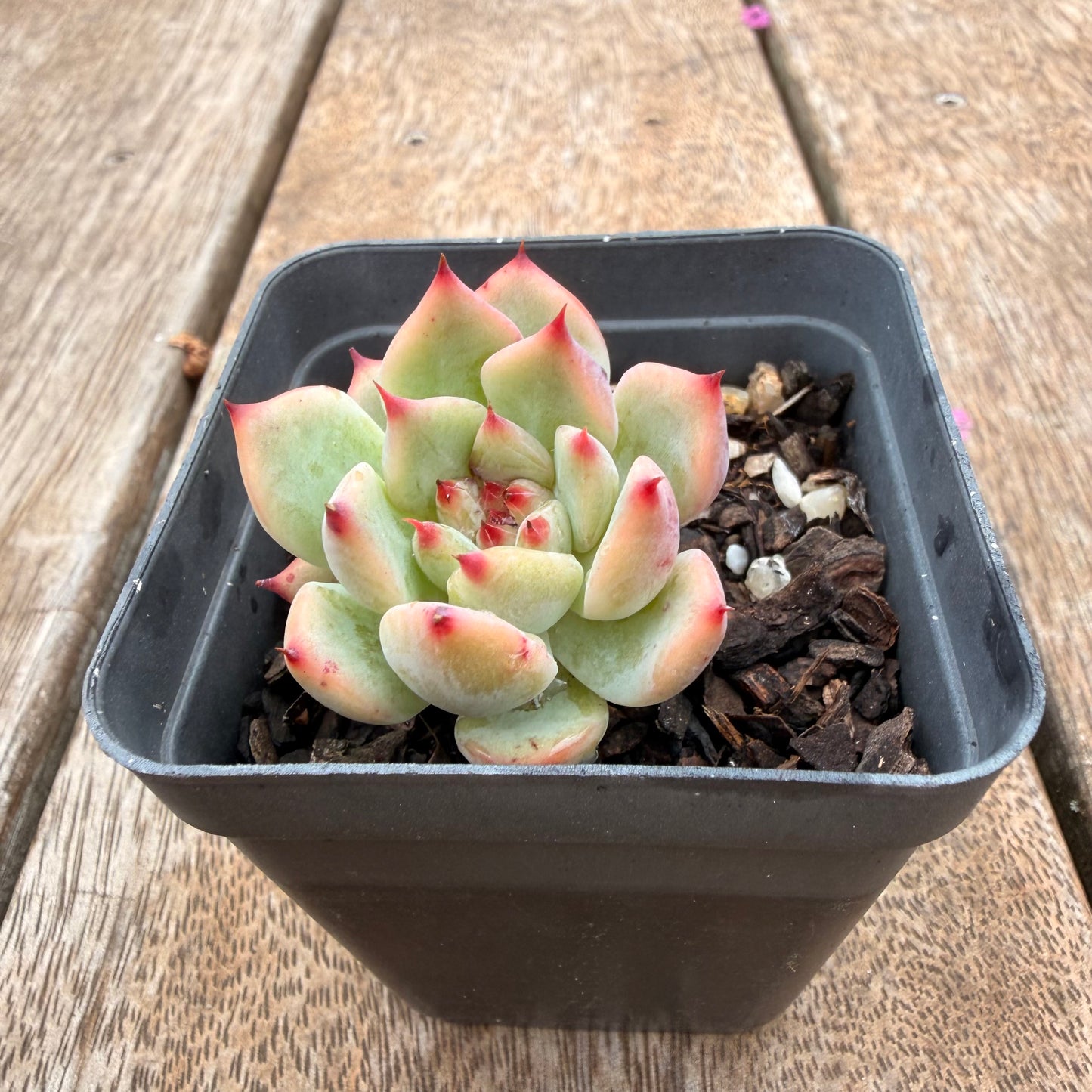 0704 吉娃娃