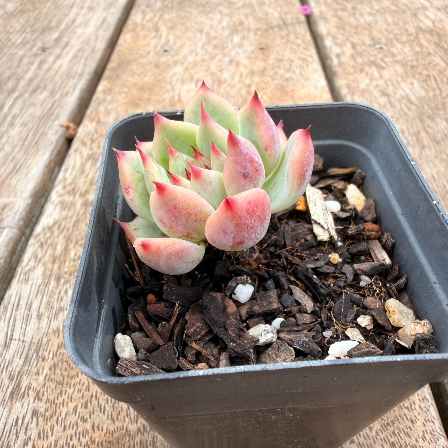 0704 吉娃娃