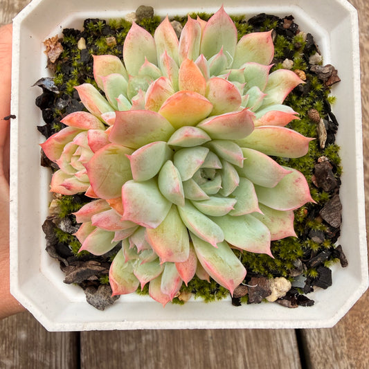0704 边线月影