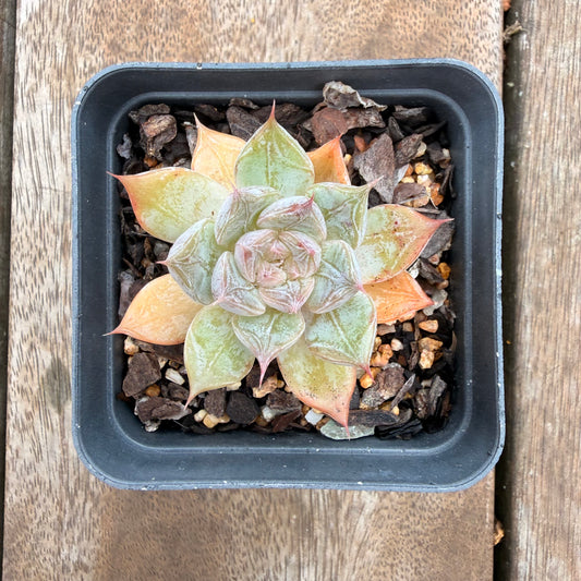 0704 Echeveria Galaxy