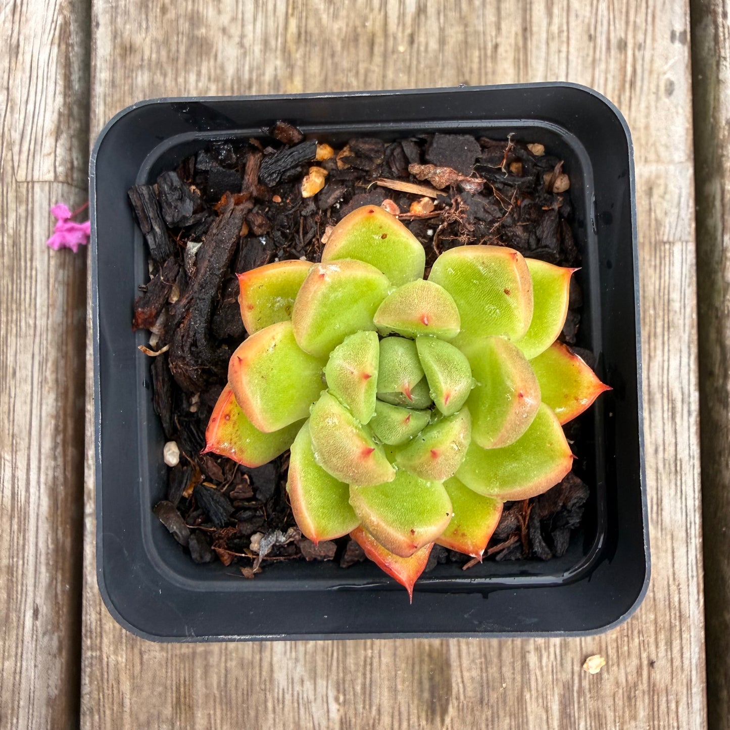 0704 麦秆冬云