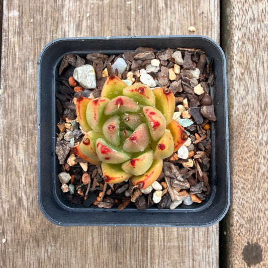 0704 Echeveria Red Ebony hybrid