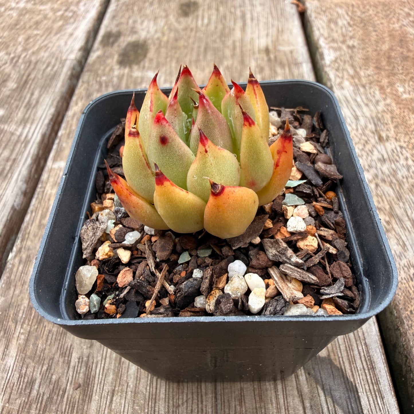 0704 Echeveria Red Ebony hybrid