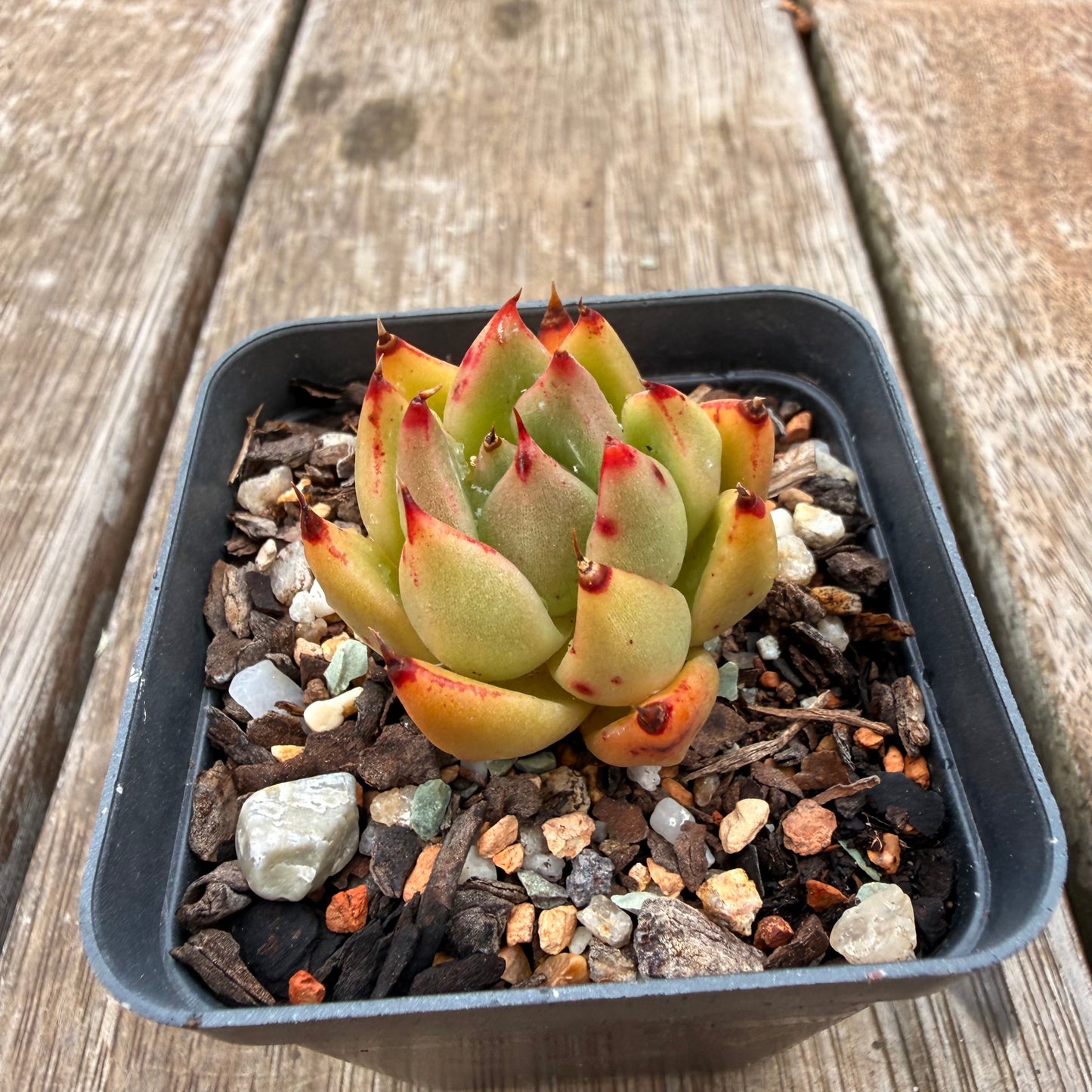 0704 Echeveria Red Ebony hybrid