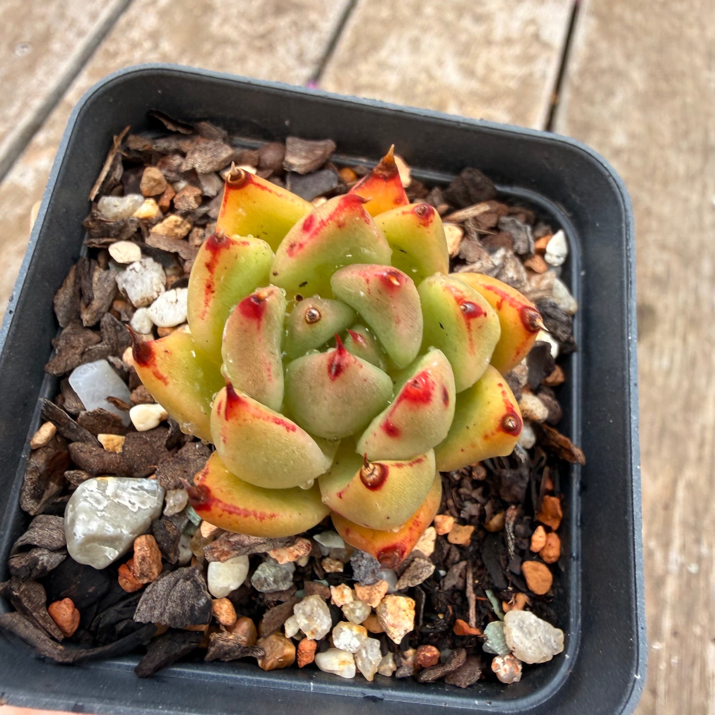 0704 Echeveria Red Ebony hybrid