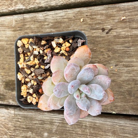 0704 Echeveria 'Snow Bunny'