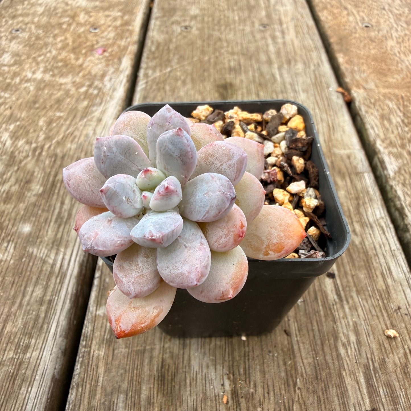 0704 Echeveria 'Snow Bunny'