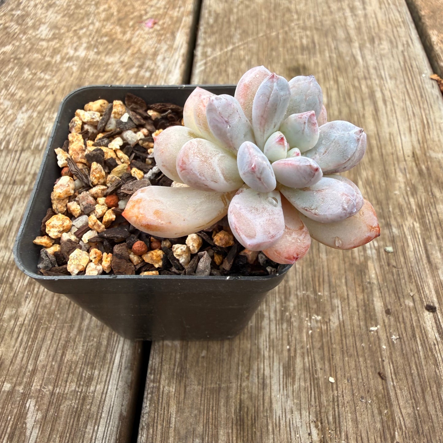 0704 Echeveria 'Snow Bunny'