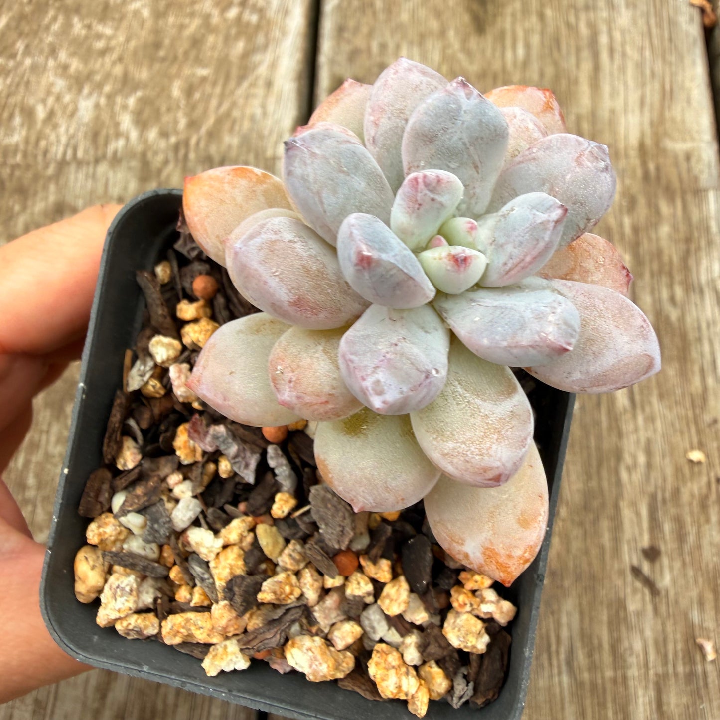 0704 Echeveria 'Snow Bunny'