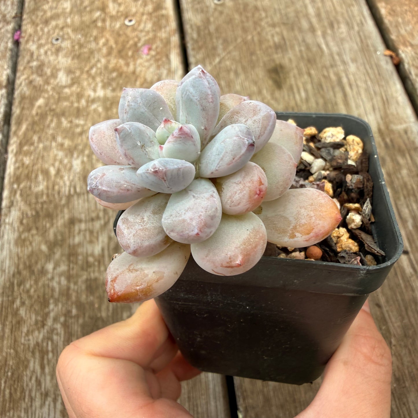 0704 Echeveria 'Snow Bunny'