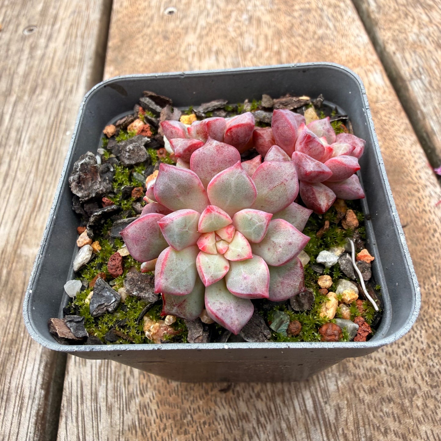 0704 蓝宝石030