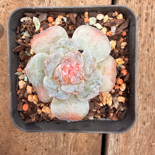 0704 Echeveria 'Apparition' Korean Form