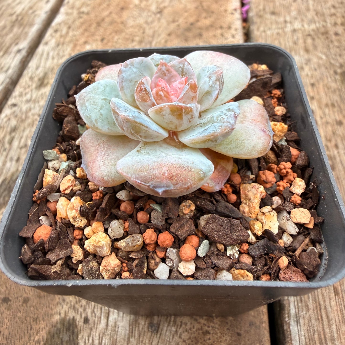 0704 溏心冰魄