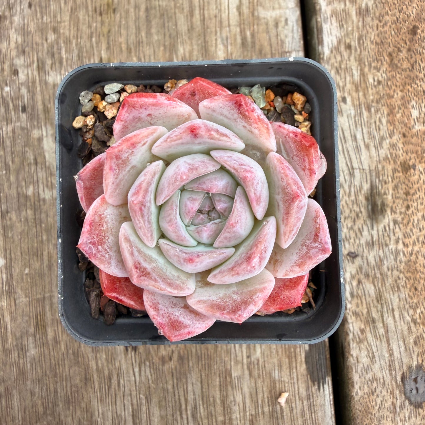 0704 草莓熊