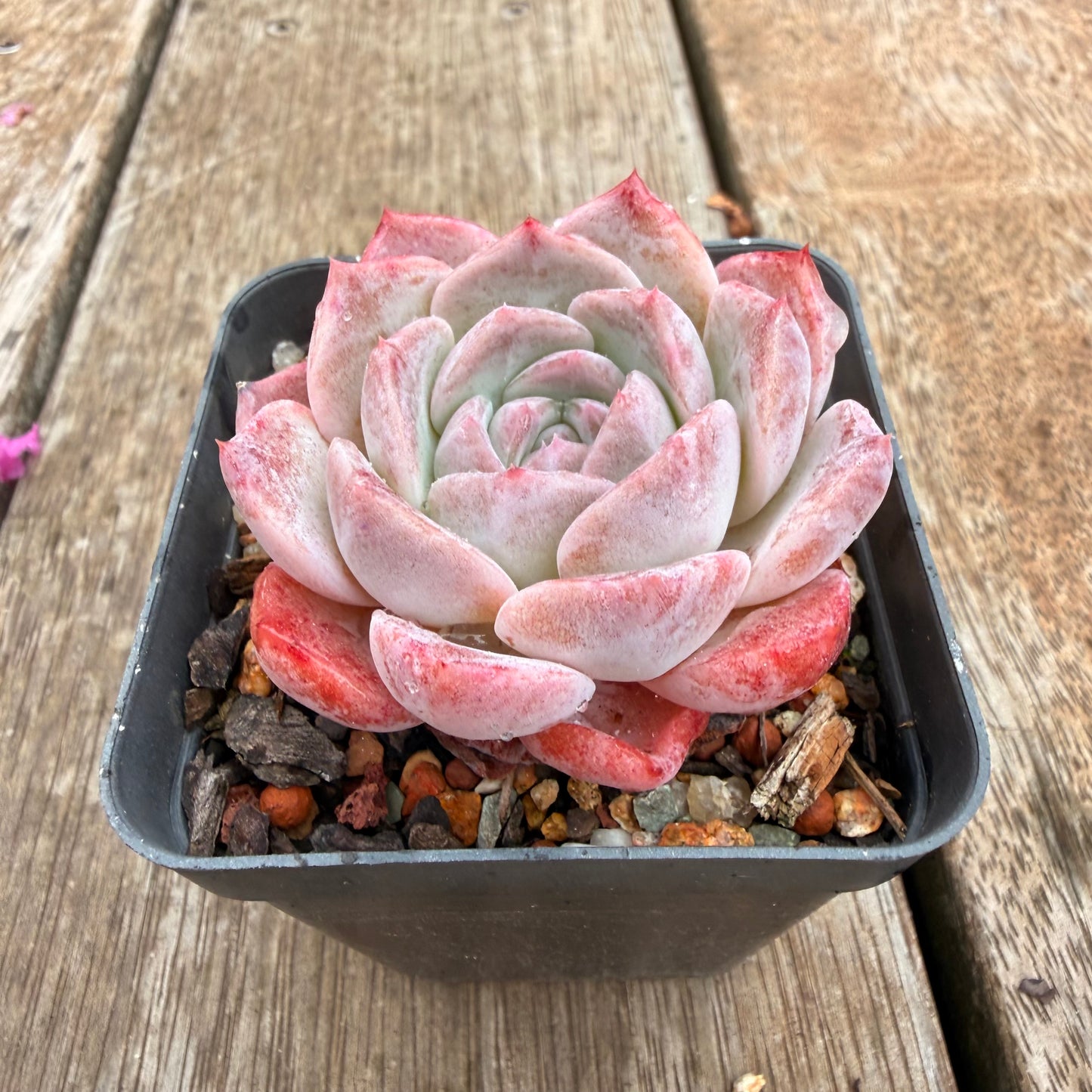 0704 草莓熊