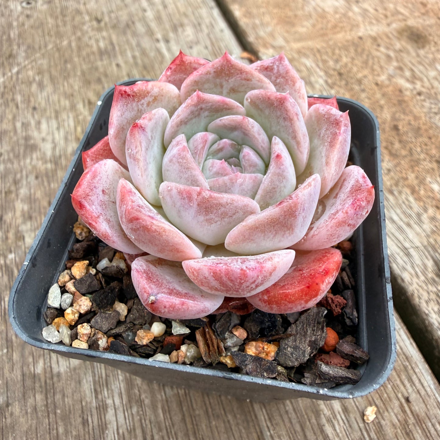 0704 草莓熊