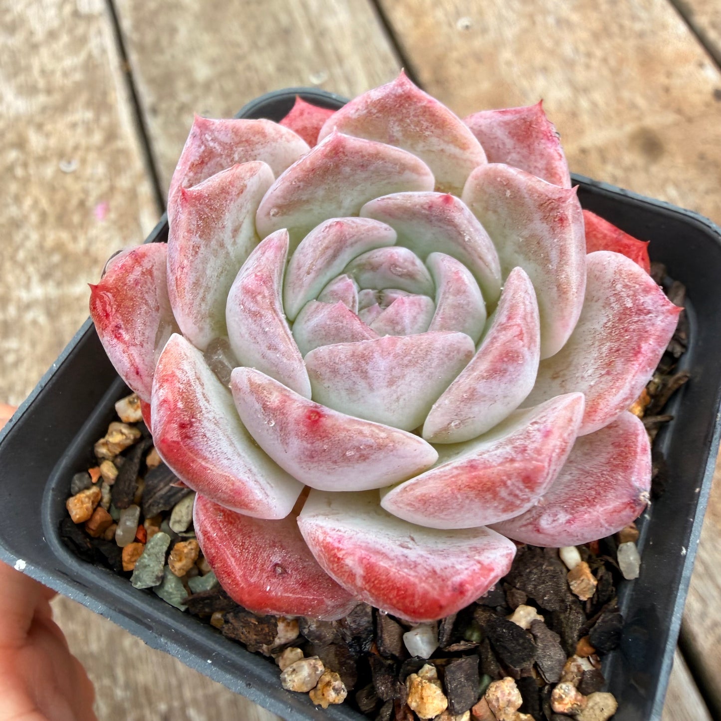 0704 草莓熊