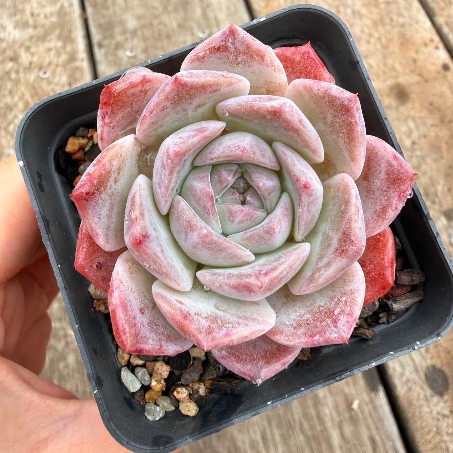 0704 草莓熊