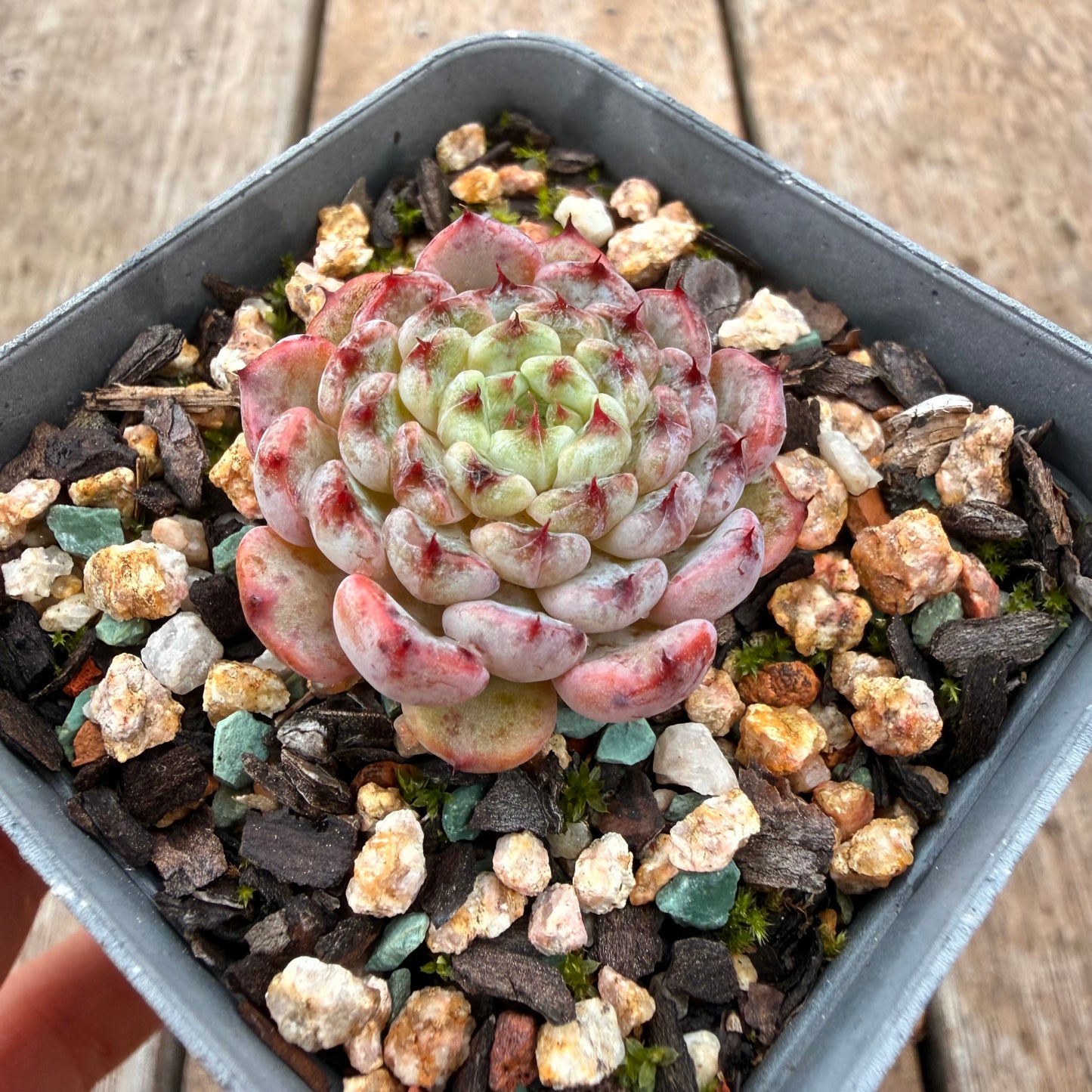 0704 相见欢
