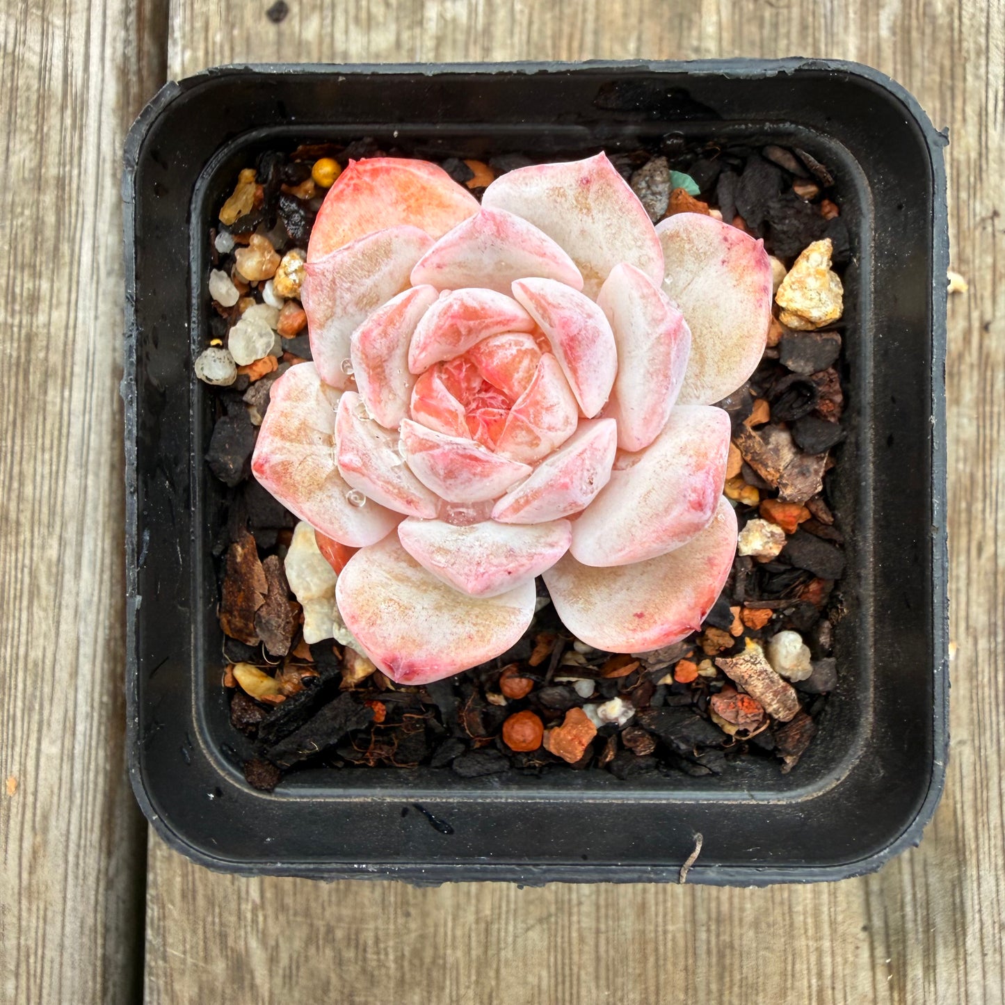 0704 Echeveria 'Pink Diamond' (Candy heart)