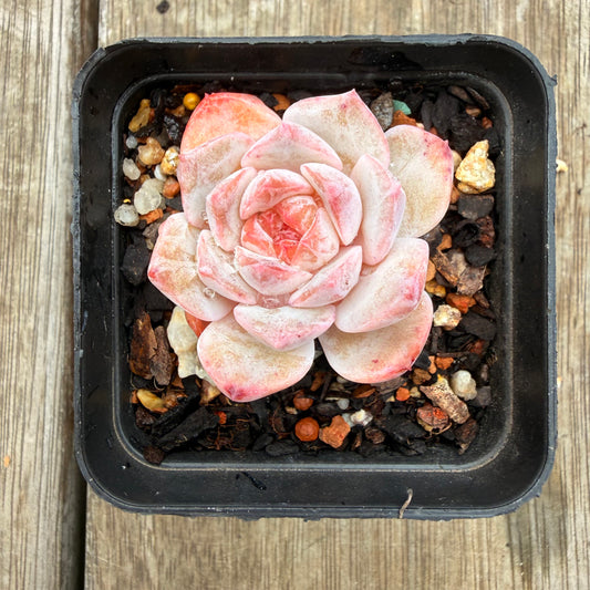 0704 Echeveria 'Pink Diamond' (Candy heart)